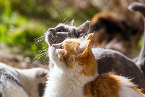 Gatos tomando sol