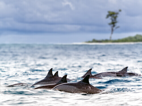 Um grupo de banhistas salva a vida de 30 golfinhos