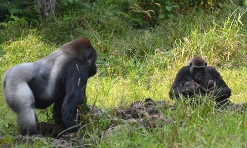 gêmeos de gorila