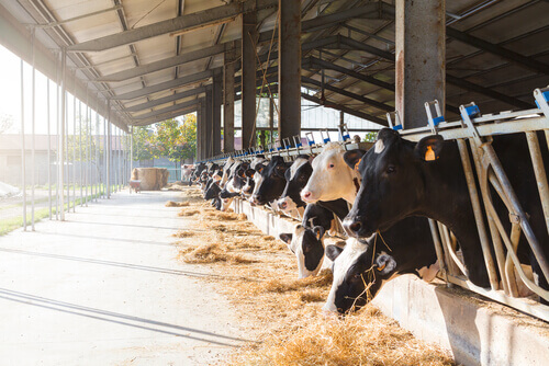 Fazenda ecológica da França é denunciada por maltrato animal