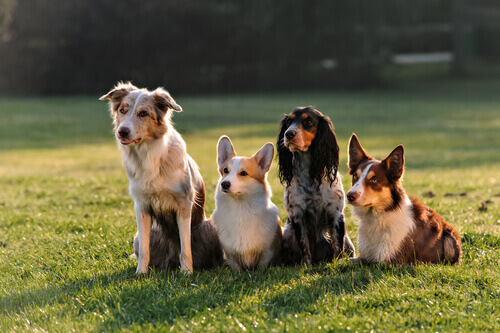 Top 10: os maus hábitos dos cães