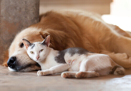 As mudanças climáticas afetam os cães e os gatos