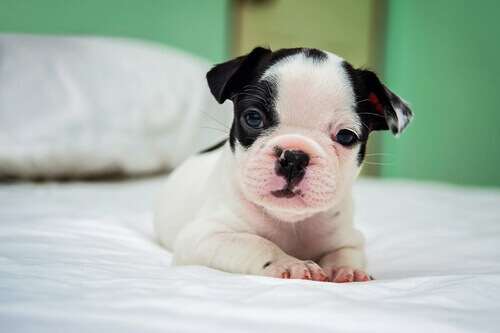 Faça com que seu novo cão sinta-se em casa