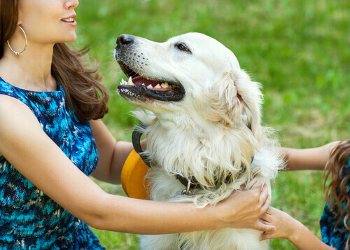 O hormônio do amor, a oxitocina, une cães e pessoas