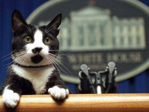 O dia internacional dos gatos