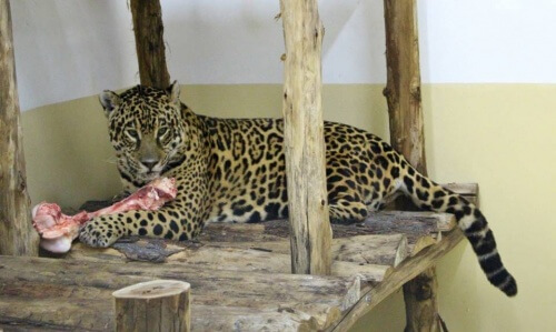 A incrível história de amor que poderia salvar a onça-pintada da extinção