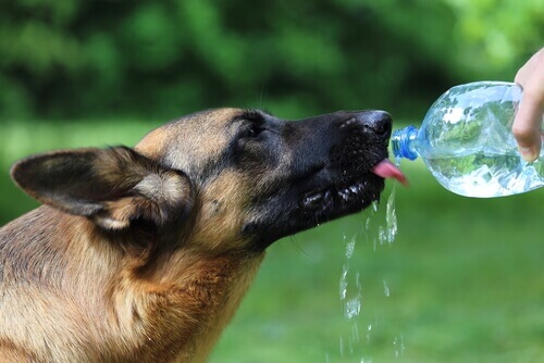 Cachorro bebendo água