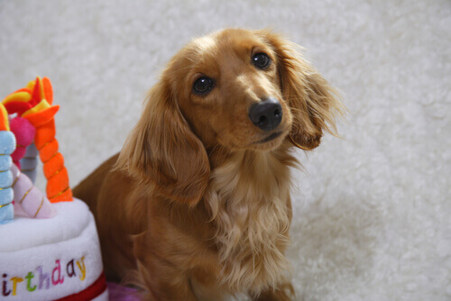 Os perigos para os animais de estimação em época de festas