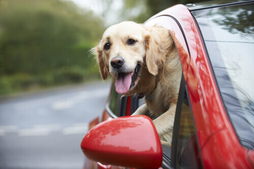 Por que os cães gostam de colocar a cabeça na janela do carro