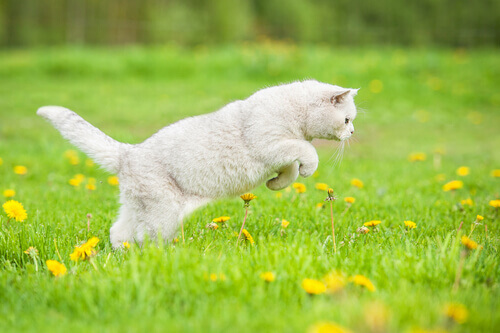 Por que os gatos caçam?