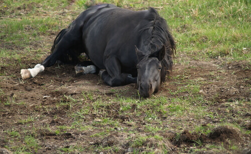 Cavalo deitado no chão