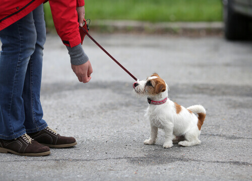 Quais são os reforços positivos que existem para cães?