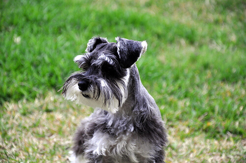 schnauzer