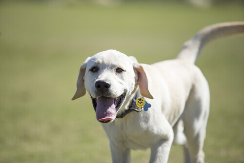 O seu cão sabe o que você está sentindo?