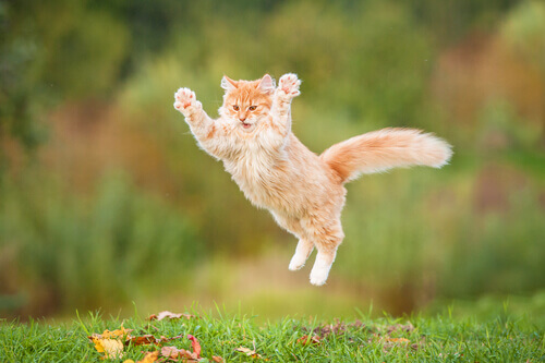 Gato pulando