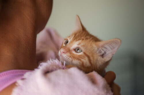 Ter um animal de estimação reduz a idade