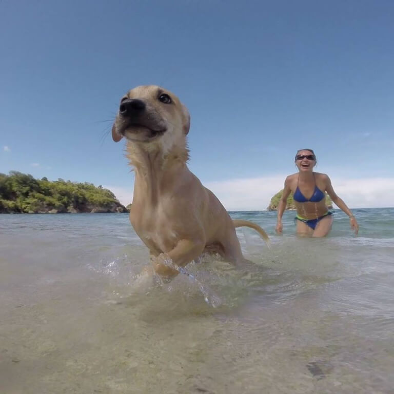 Cachorro e mulher na praia