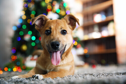 Ter um cão em casa te faz mais feliz