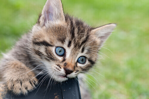 Filhote de gato