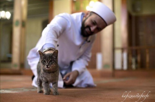 Um árabe do Istambul abre uma mesquita para gatos de ruas