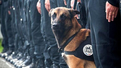 Diesel, o cão herói dos atentados de Paris, morreu por disparos de um policial
