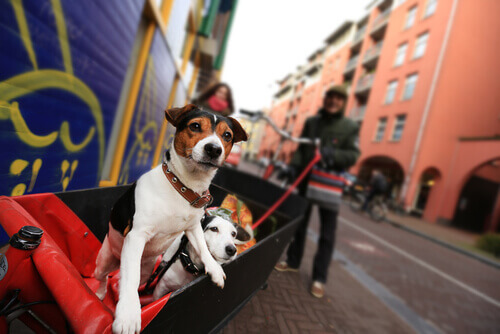Holanda, sem cães de rua