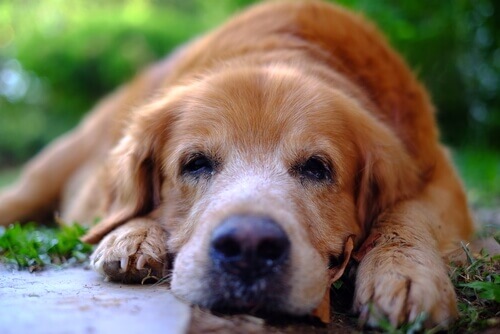 Remédios naturais para acalmar seu cachorro