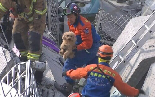 Resgataram um cão dos escombros de um alto edifício