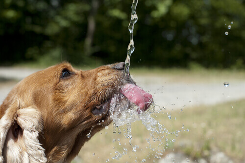Por que é tão importante a hidratação do seu animal de estimação?