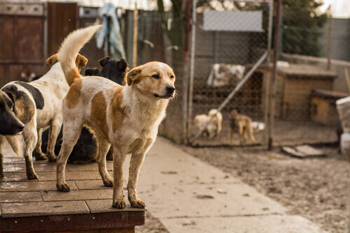 Cachorros de rua