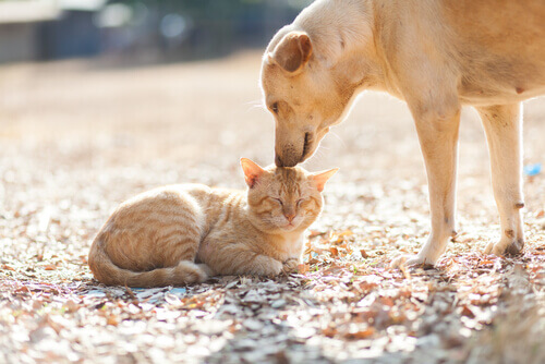 Existe amizade entre animais de espécies diferentes?