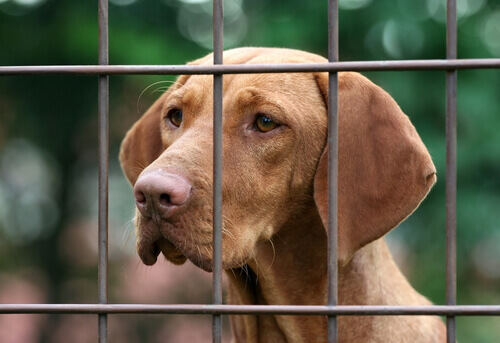 Animais à beira da morte em uma associação protetora espanhola