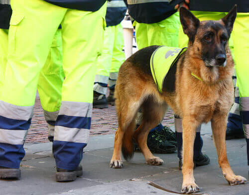 Morre Átila, um dos melhores cães salva-vidas da Espanha