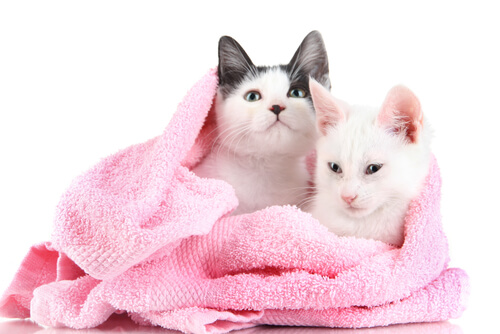 Gatos enrolados em toalha