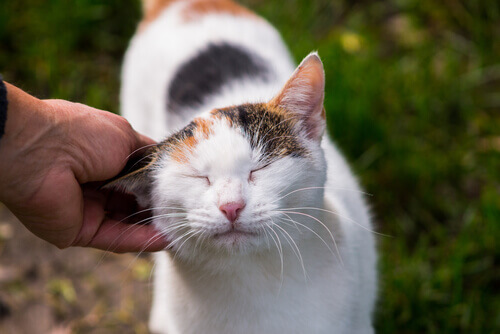Instituto do Bem-Estar Animal, um projeto que protege os nossos animais de estimação