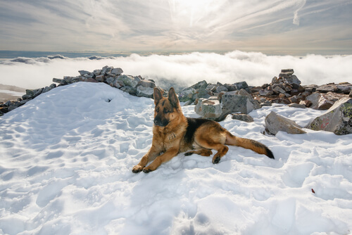 Um cão foi resgatado depois de cair em um rio congelado na Rússia