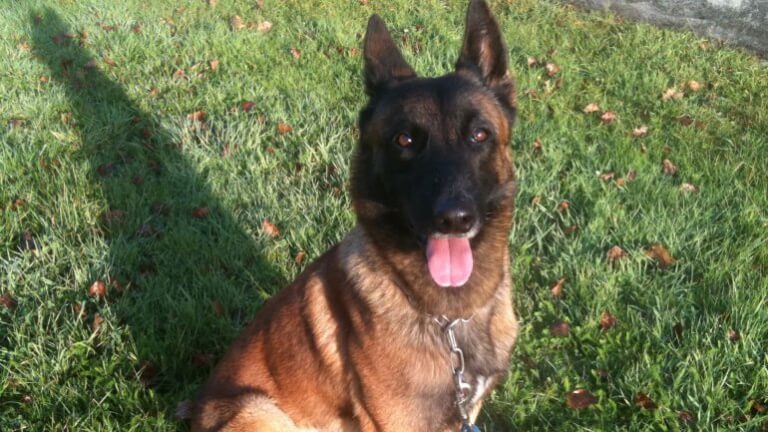 Diesel, o cão herói