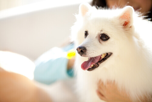 Lembre-se: Um cão não é um bebê