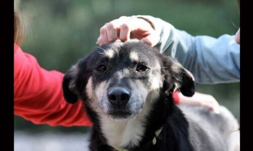 Cachorrinha comove as redes sociais com assombrosa recuperação de uma sarna extrema