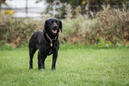 Cão salva dono de receber uma picada de serpente mortal