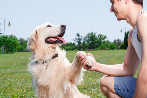 Seu cachorro pode diferenciar se você está feliz ou zangado