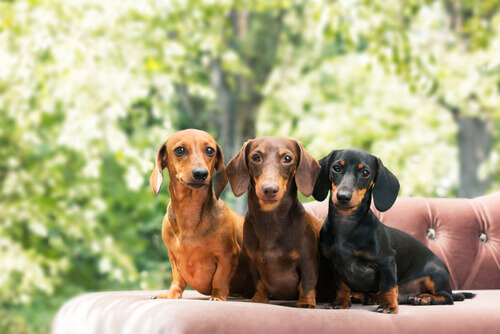 Tudo que você precisa saber sobre o cachorro salsicha