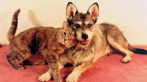 A incrível história de Ginny, a cachorrinha que dedicou a vida para salvar gatos