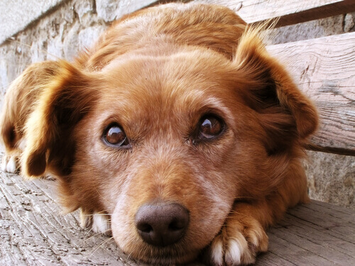 Cachorro observando