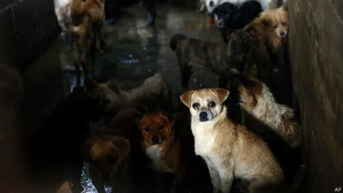 Organizações defensoras dos direitos dos animais tentam proibir o próximo festival chinês de carne de cão