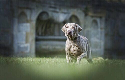 Se você está pensando em castrar um cão, leia este artigo