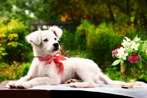 Nunca faça coisas que seu cachorro odeia