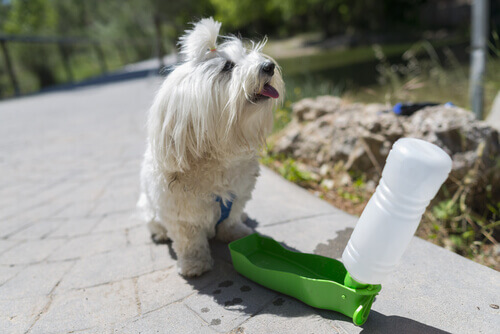 Como fazer um comedouro brinquedo para cães com garrafas de plástico