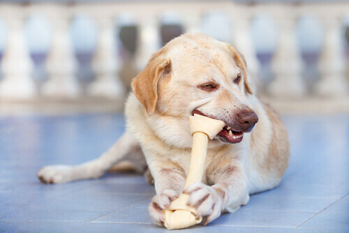 Como a comida afeta os dentes do seu cão?