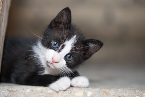 Como os gatos pensam